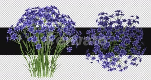 Pack Of 2 Dietes Moving In The Wind On Alpha Loop