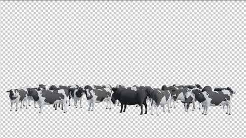Animated Black and White Dairy Cows Grazing with Alpha Channel