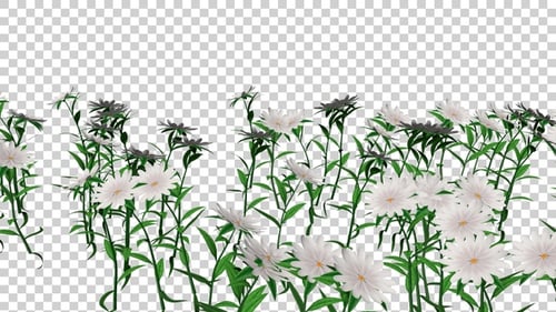 Feld mit weißen Blumen