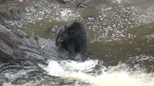 Grizzly bears catch jumping salmon. Close-up. Wildlife and Nature of North America. Alaska.