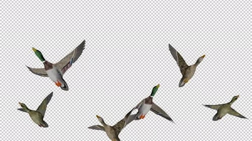 Wild Game Birds - 6 Frighten Mallard Ducks - Flying Over Screen - Low Angle View MS - 4K