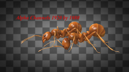 Zwei Ameisen fressen Idle-Alpha-Kanäle