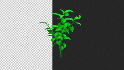 Small Plant In Wind Alpha Channel Looped