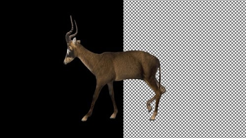 Antelope walks from right to left, Alpha Channel, Exclusive