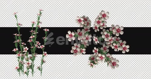 Pack Of 2 Atkinsiana Flowers Moving In The Wind On Alpha Loop