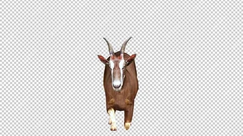 Goat Wakeup Front View