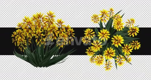 Pack Of 2 Aloe Moving In The Wind On Alpha Loop