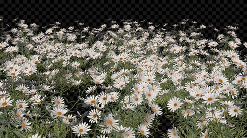 Kamillenblüten-Feld