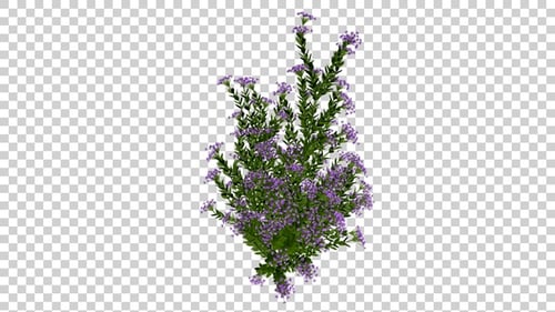 Animated Realistic Purple Flower Plant Alpha Channel