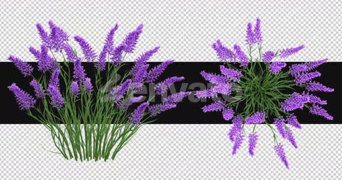 Pack Of 2 Selloana Moving In The Wind On Alpha Loop