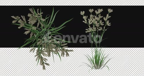 Pack Of 2 Dactylis Moving In The Wind On Alpha Loop