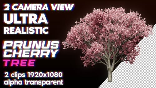 Cherry Blossom Prunus Sakura Pink Tree Glow Move Wind 2 View Camera Front Bottom
