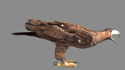 3D Animated Eagle Landing, Screeching, and Soaring Away
