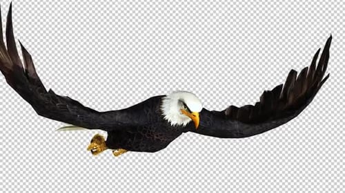 Eagle Fly Close Up Right View Loop