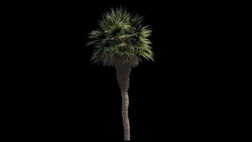 Animated Swaying Tropical Palm Trees with Alpha Channel