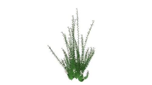 Capitatus Plants