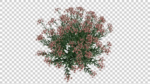 Top-Down View of Green Bush with Pink Flowers Swaying in Wind