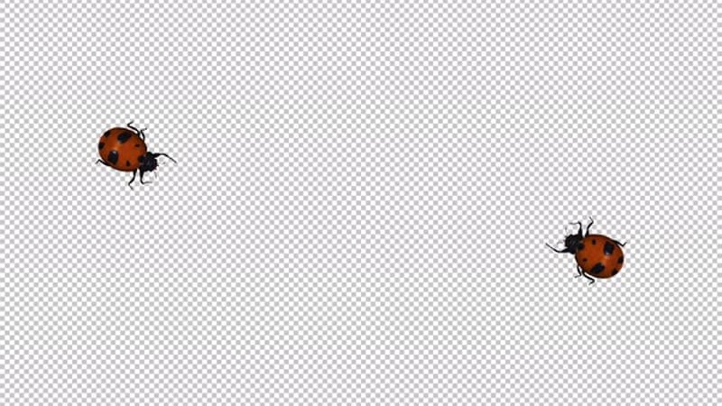 2 Stag Beetles - Two Bugs Flying Around Screen - Transparent Loop ...