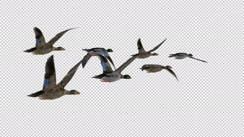 Wild Game Birds - Wedge Flock of 7 Mallard Ducks - Flying Over Screen - Back Angle CU to MS - 4K