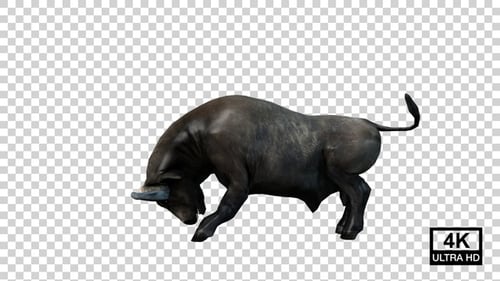 Buffalo Attack Side View