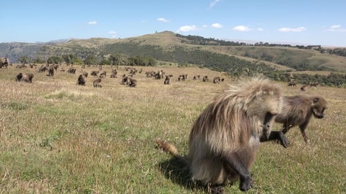 Affe. Paviane. Junge Paviane kauen und fressen tagsüber auf der Wiese. Wildtiere. Afrikanische Safari.