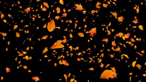 Arce amarillo, hojas otoñales que caen al suelo, polvo, viento, tormenta, hoja