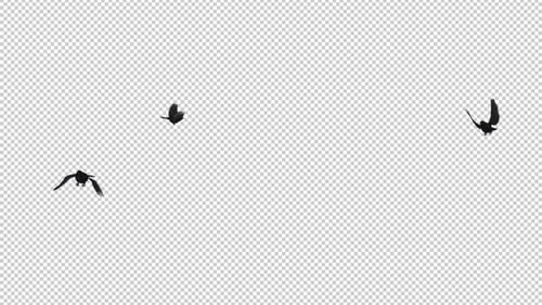 American Crows - Three Black Birds - Flying Around - Alpha Channel
