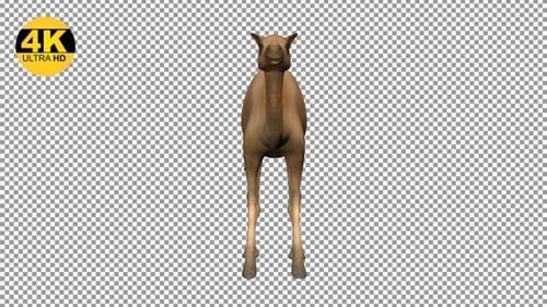 Camel Idle Vorderansicht