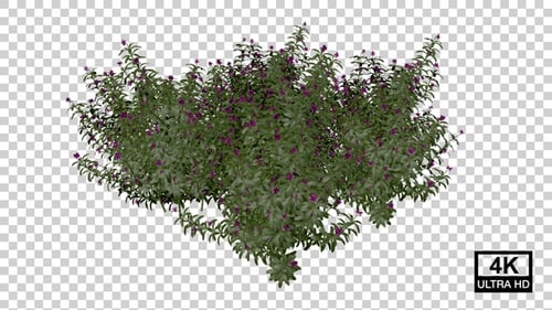 Organic Animated Bush With Purple Flowers Growing