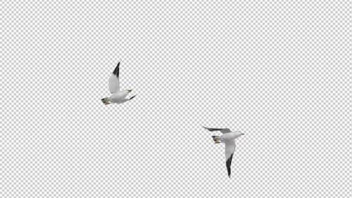 2 North American Seagull Birds - Flying Over Screen - Alpha Channel