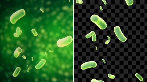 Haemophilus Influenzae With Alpha Channel