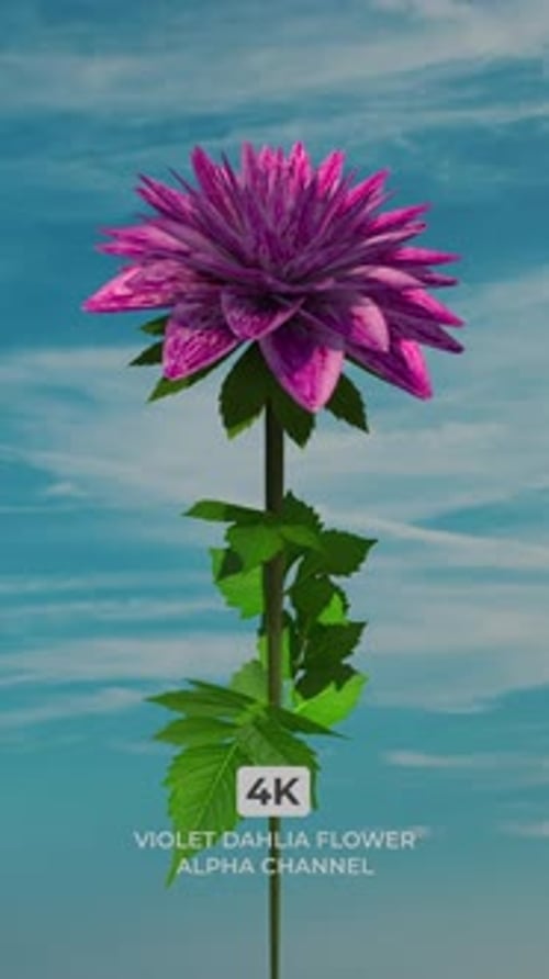 Elegant Dahlia Flower Blooming with Vibrant Violet Petals on Transparent Background