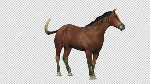 Horse Idle 2 Right View Loop