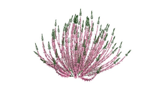 Swaying Pink Heather Bush with Alpha Channel