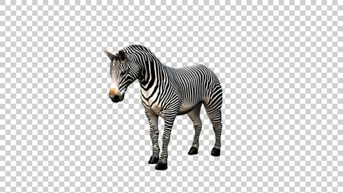 Zebra Death Angle View