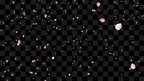 Delicate Pink Petals Falling Animation