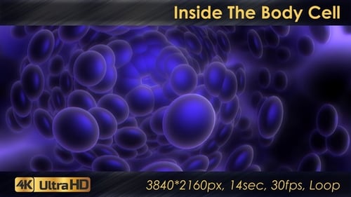 Inside The Body Cell
