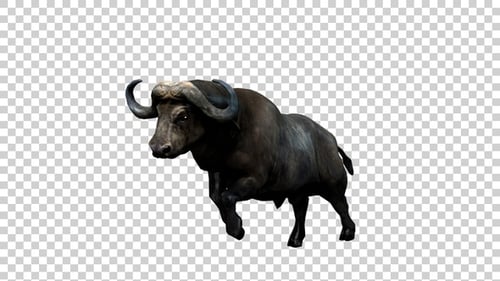 Buffalo Jumping Angle View