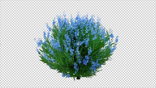 Bush Plant Animation