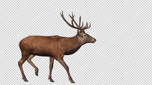Deer Walk Ansicht von rechts