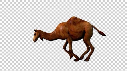 Camel Stand Up Side View