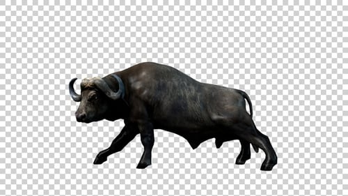 Buffalo Lie Down Side View