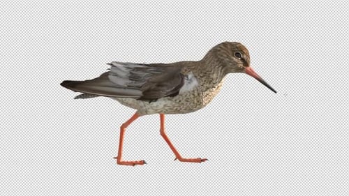 Promenade Redshank