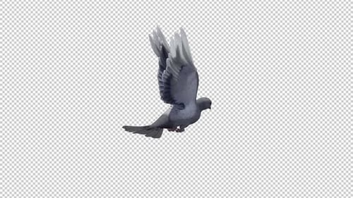 Pigeon Bird, Flying Loop, vista de cerca en ángulo posterior, canal alfa, 4K