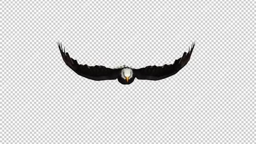 Eagle Fly Front View Loop