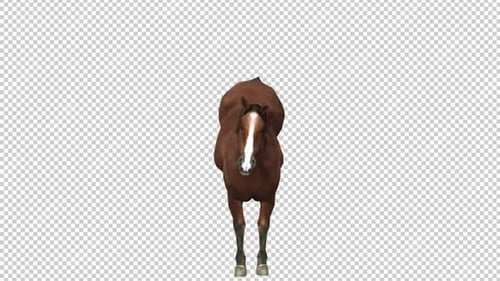 Horse Kick Front View Loop