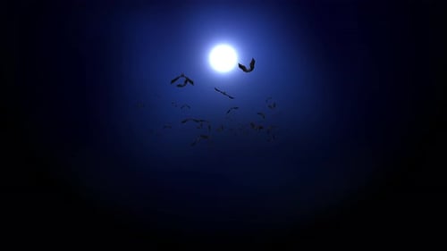 Halloween Night festival Bats Flying up Group or flock of Bats flying Transition 4K loop animation