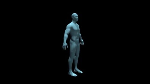 Rotating Stylized 3D Male Body Model