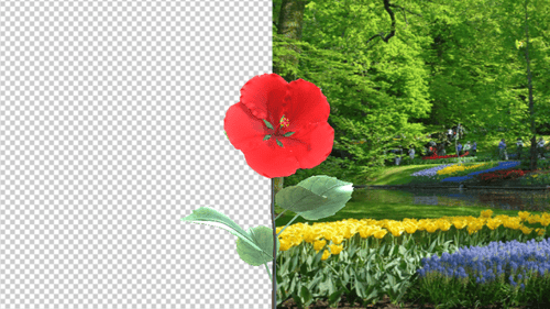Realistic Red Hibiscus Flower Blooming Animation on Transparent Background