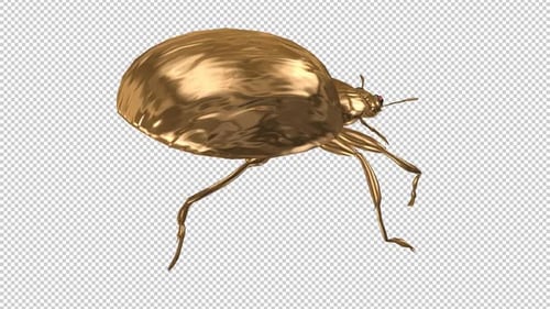 Golden Ladybird - Fantasy Beetle Bug - Crawling Loop - Front View Close Up - Alpha Channel